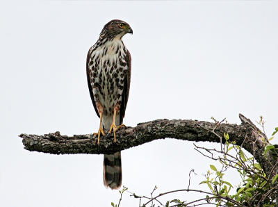 GAVILÁN BICOLOR (Accipiter bicolor) - (Juvenil) Paso Centurión-CERRO LARGO (Noviembre 2011)